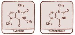 theobromine-chain