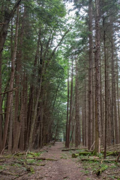 Things to do in Cook Forest - Fire Tower