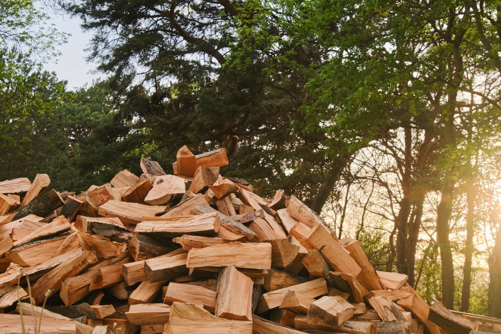 image of a pile of firewoods in the forest