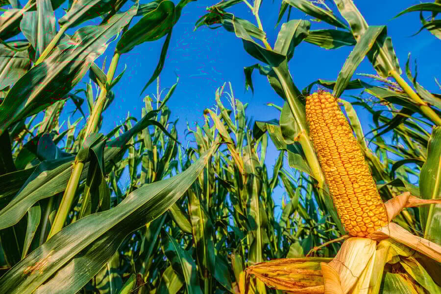 what-is-nebraska-known-for