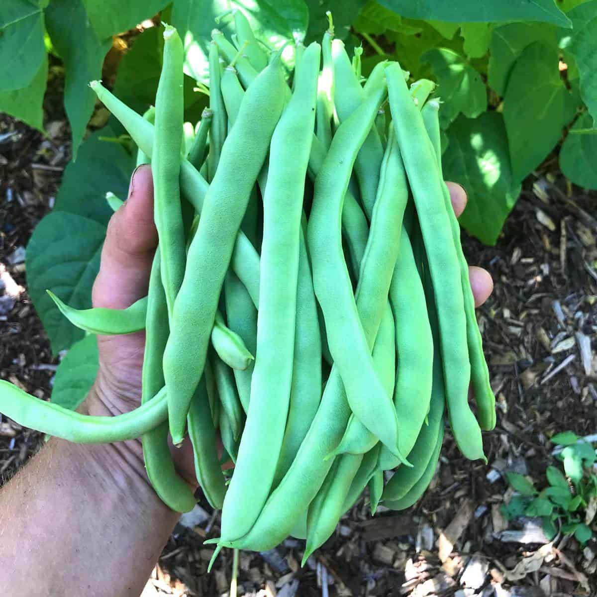 The Green beans