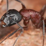 How to Locate a Carpenter Ant Nest