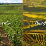 Pinot Noir Vs Pinot Grigio (7 Key Differences)