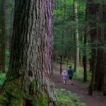 8 Fantastic Things to Do in Cook Forest State Park