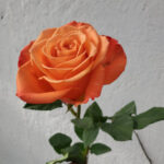 What Is the Symbolism Behind Orange Roses?