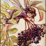 Flavor of the Month: Elderberry