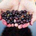 Discover the Delight: What Do Huckleberries Taste Like?