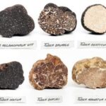 What are the differences between black and white truffles?