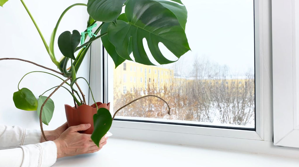 A person placing a Monster plant by the window